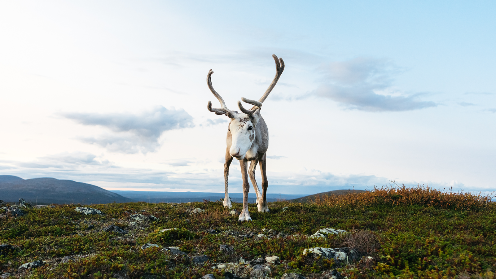 Vesku the Reindeer