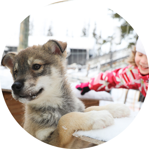 Huskynpentu ja lapsi (pyöreä ikoni). Kuva Harri Tarvainen