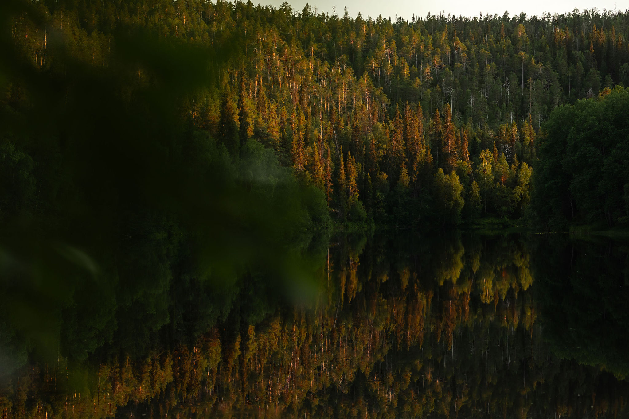 Oulankajoen metsäinen rantamaisema. Kuva Jani Kärppä.