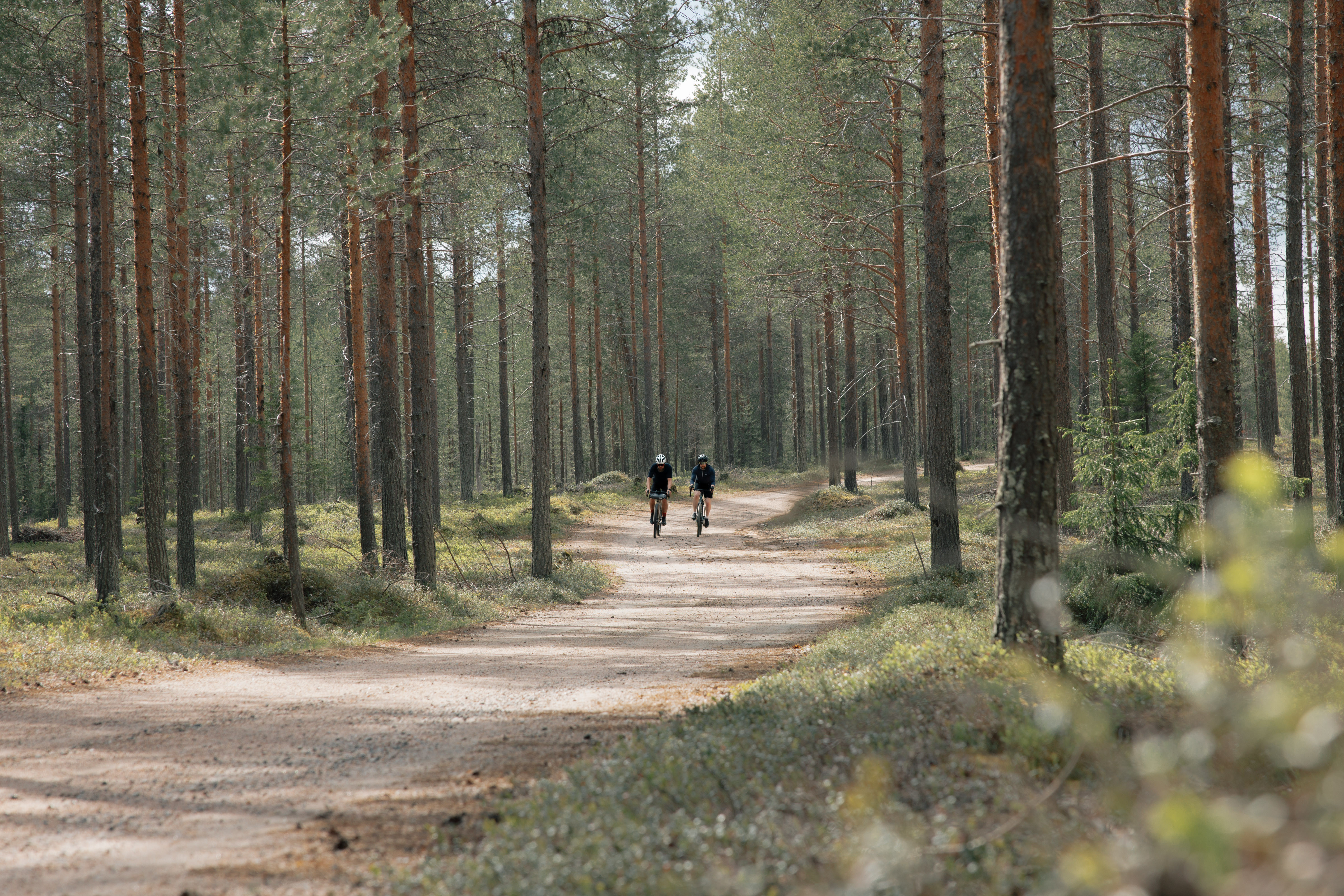 Gravelia Kuusamon mäntymetsissä. Kuva Aapo Lappalainen