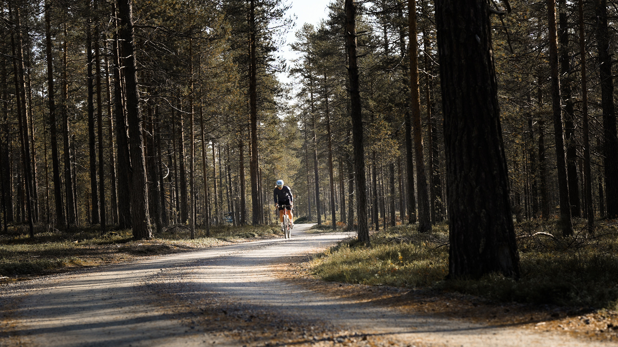 Gravelia Kuusamon mäntymetsissä. Kuva Toni Spasenoski