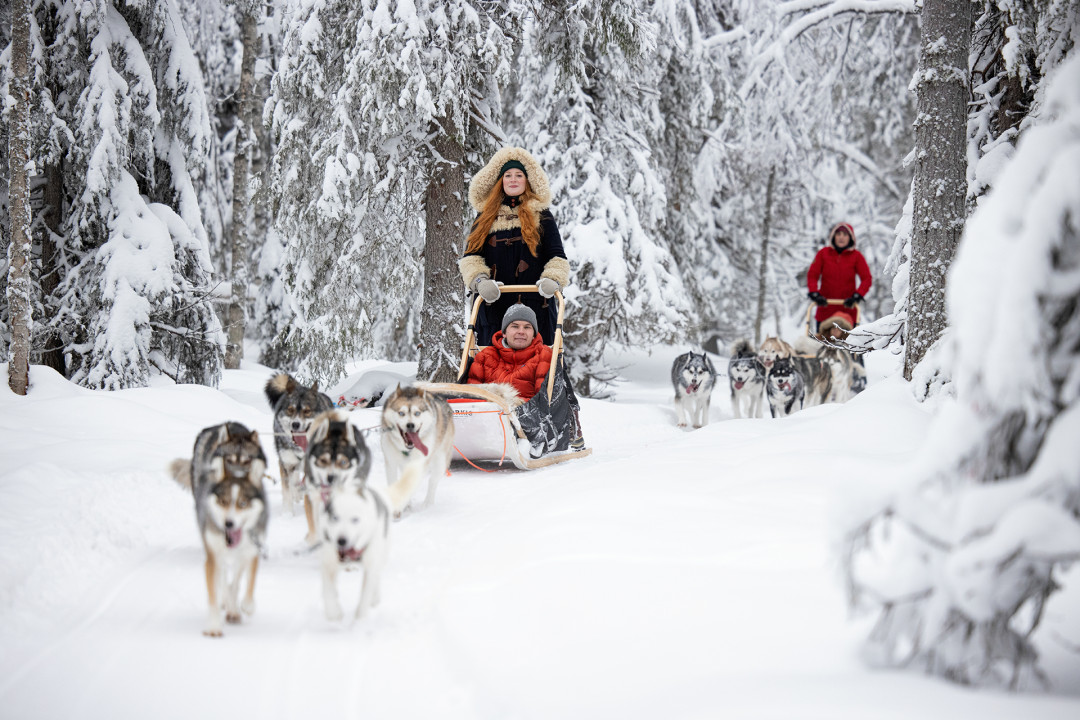 Lammintupa husky