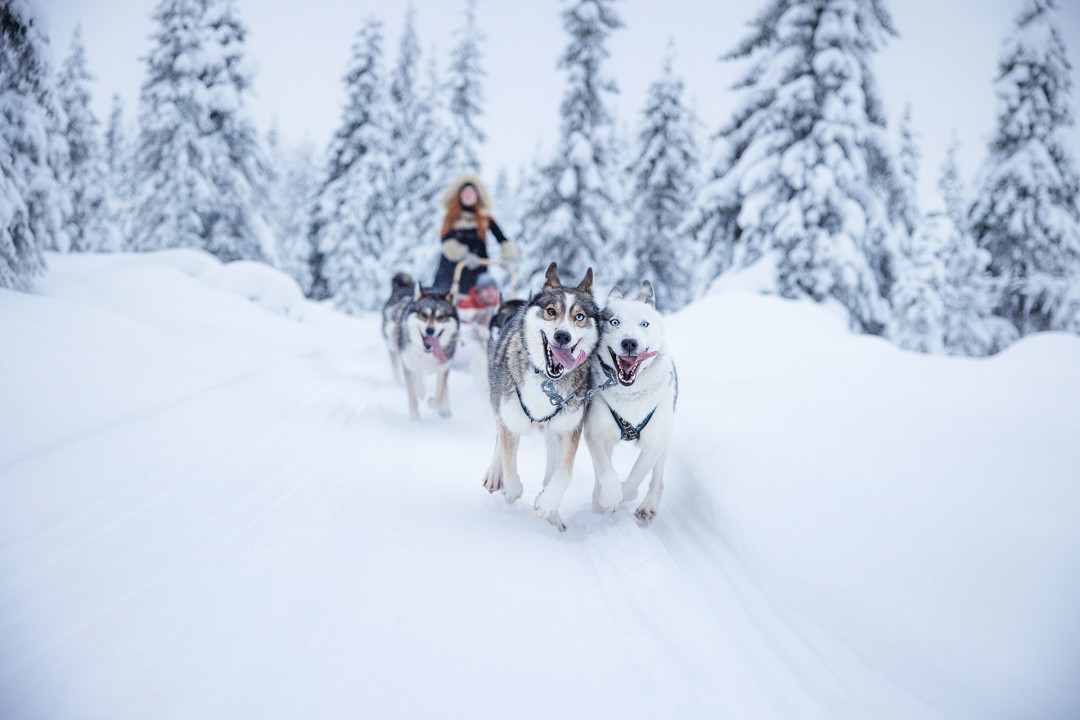 Lammintupa koiravaljakkoajelu