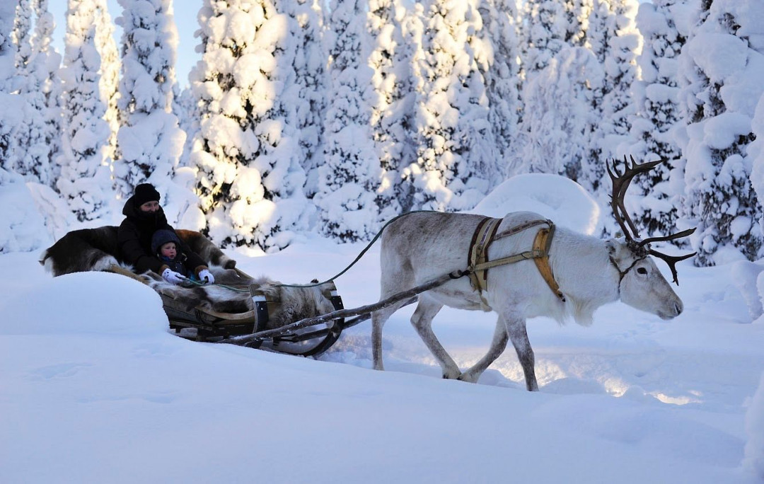lammintupa poroajelu reindeer ride