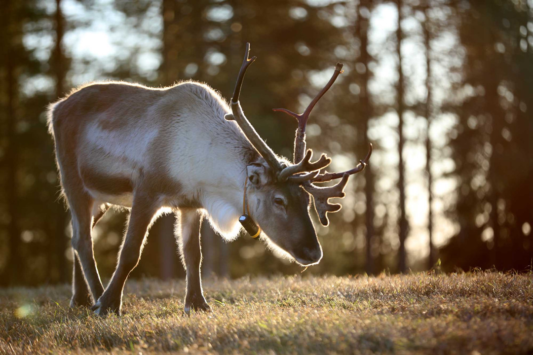 Rainbow-poro syyslaitumella, luva: Kujalan Porotila, Harri Tarvainen