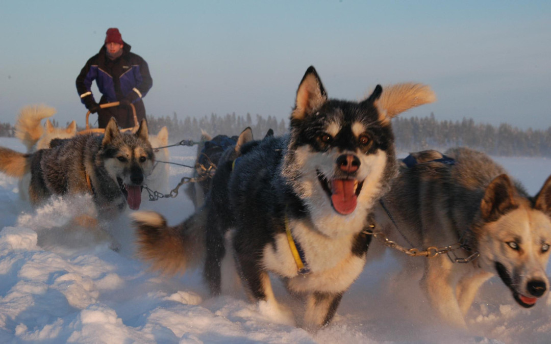 Rukapalvelu huskyt
