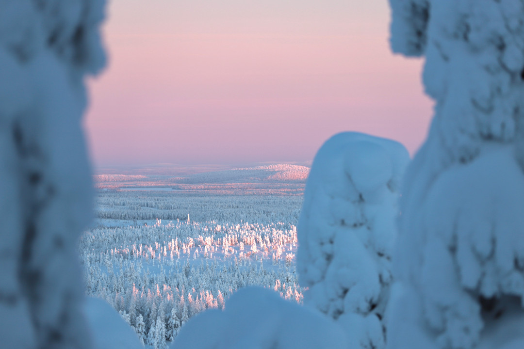 Tykkylumipuut Ruka-Kuusamon talvessa, kuva Salla Karhumaa