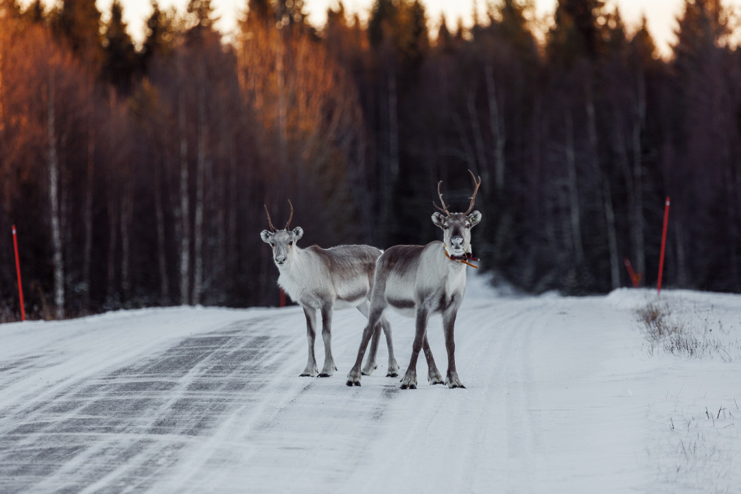 Poroja tiellä Kuusamossa. Kuva Mikko Santasalo.