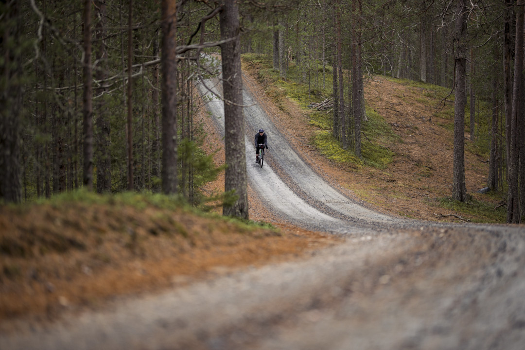 Gravelia Kuusamon mäntymetsissä. Kuva Phil Gale