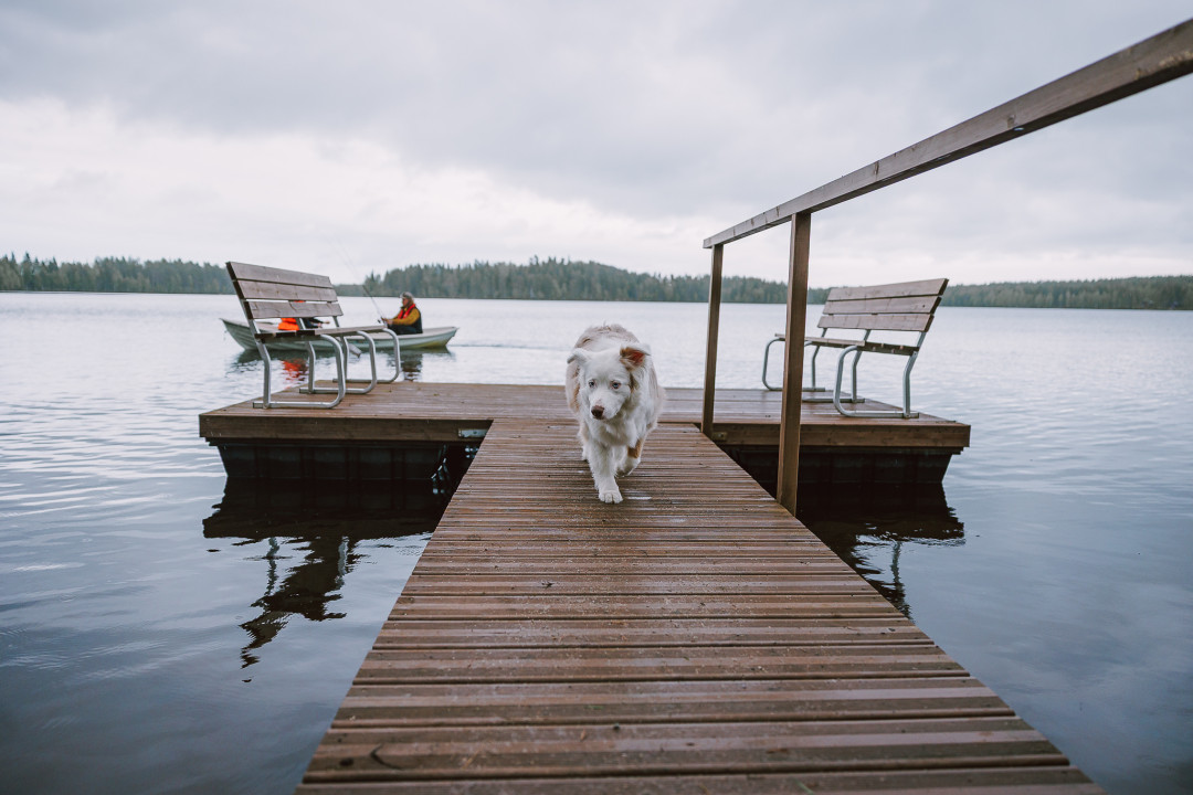 koira_laiturilla_lomarengas_mikkosantasalo_2025_ruka_kuusamo.jpg