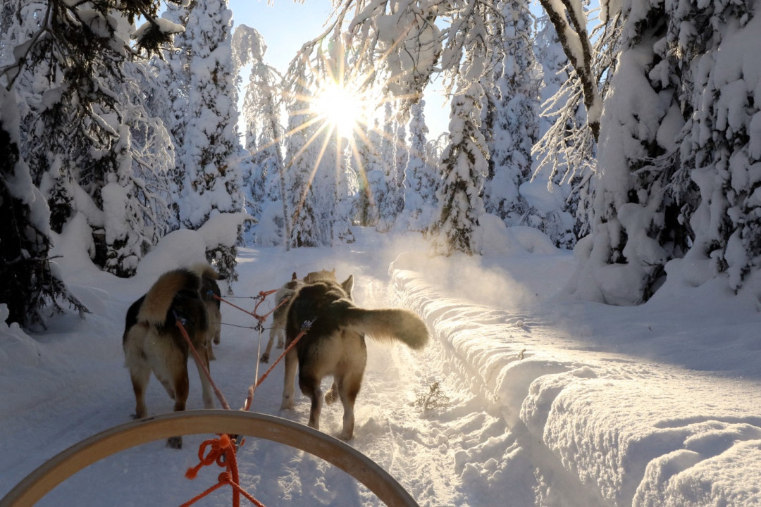 Huskyajelulla Ruka-Kuusamossa. Kuva Lammintupa Winter Village