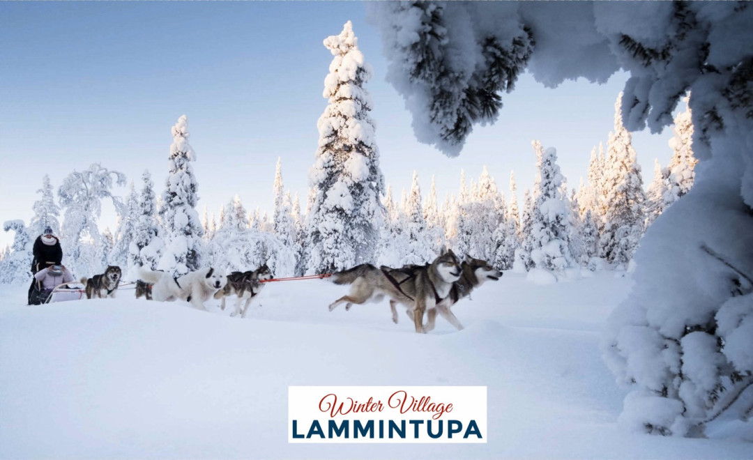 Huskyajelulla Ruka-Kuusamossa. Kuva Lammintupa Winter Village.