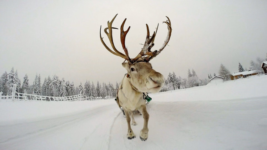 Porotilavierailulla Ruka-Kuusamossa. Kuva Ruka Safaris.