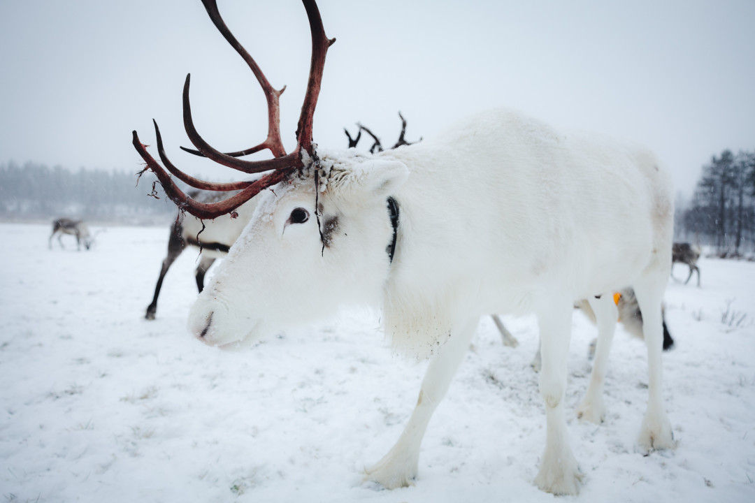 Valkoienn poro, Kujalan Porotila. Kuva Mikko Santasalo