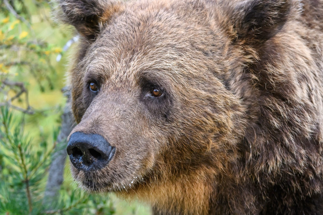 Karhunkatselua Kuusamossa. Kuva Taiga Bear Kuusamo.