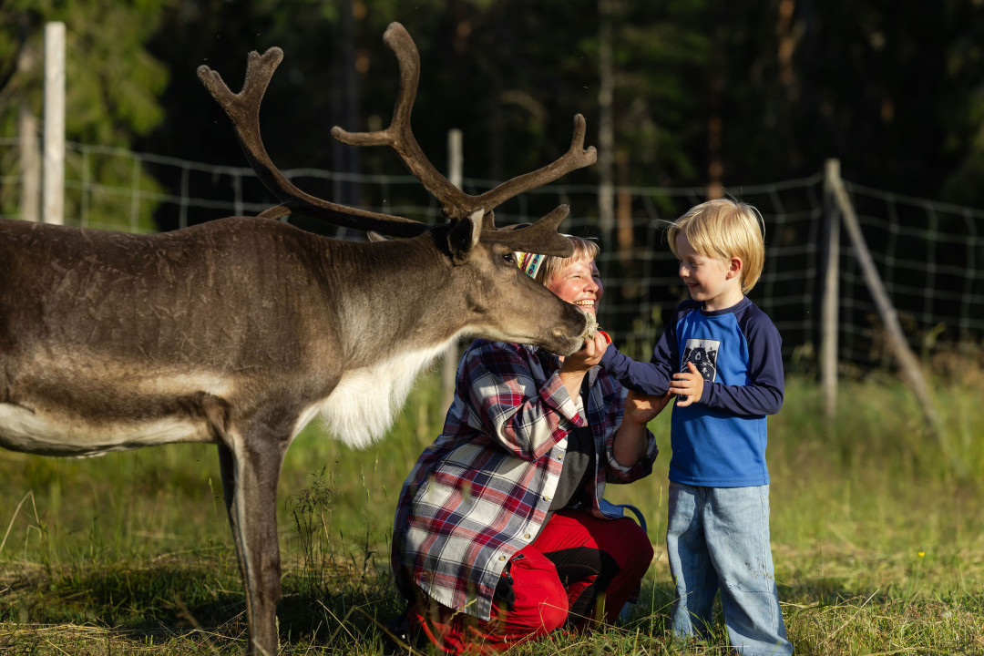 Feeding reindeer during the summer at Palosaari Reindeer Farm. Photo by Kotacollective / Harri Tarvainen