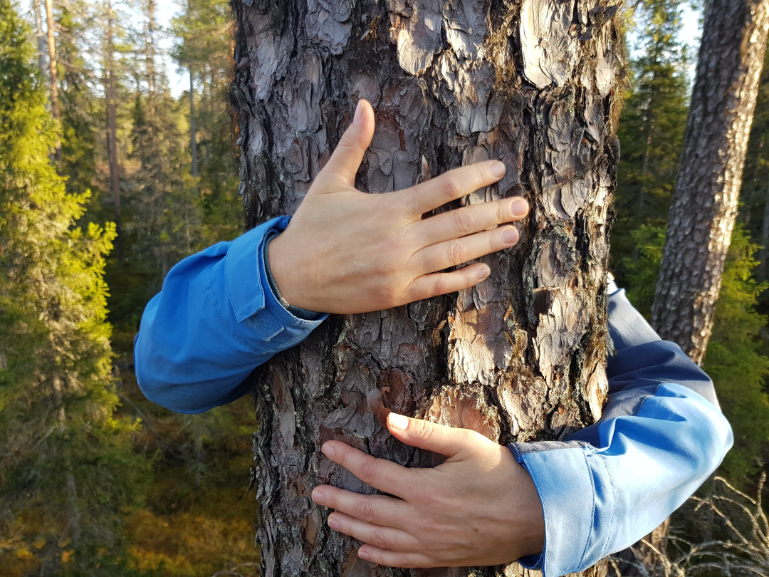 forestyoga