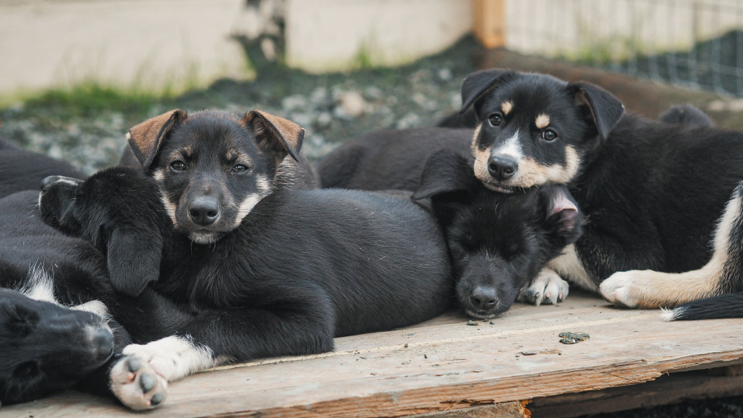Husky puppies