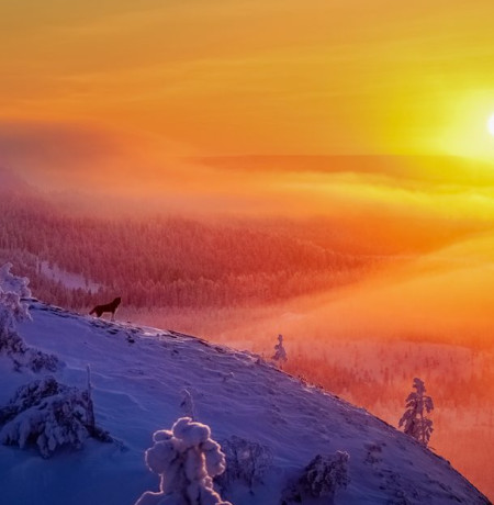 Janne Liuski Huskyn valtakunta