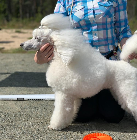 Koillismaan Koirakerhon match show