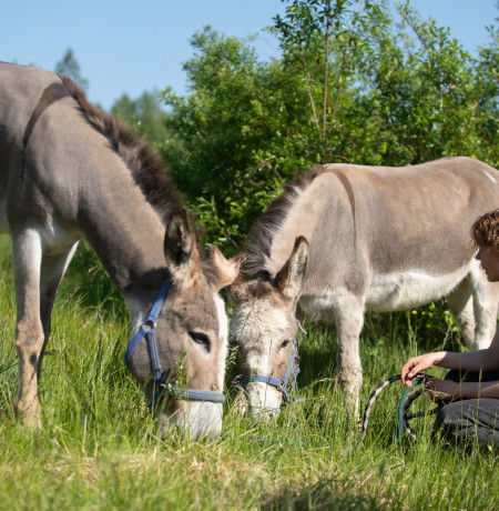 Aava Tallin ihanat aasit