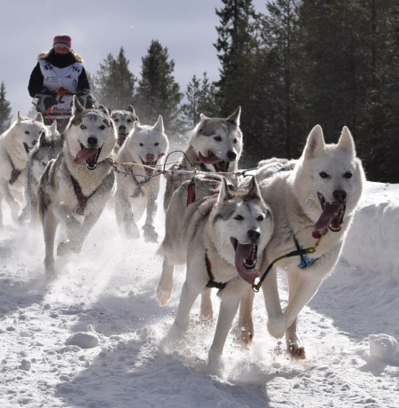 Kuusamon MD Koiravaljakkokilpailut