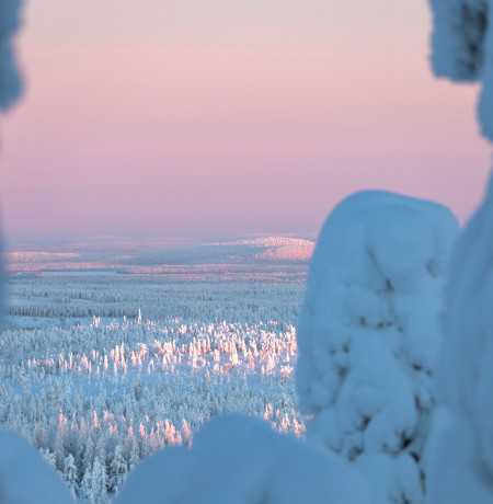Tykkylumipuut Ruka-Kuusamon talvessa, kuva Salla Karhumaa