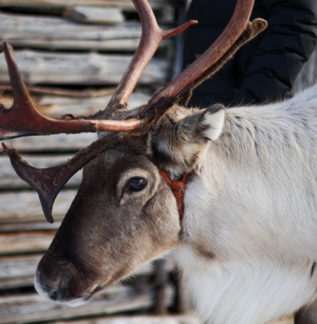 Mara-poro lähdössä kävelylle