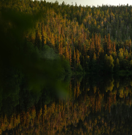 Oulankajoen metsäinen rantamaisema. Kuva Jani Kärppä.