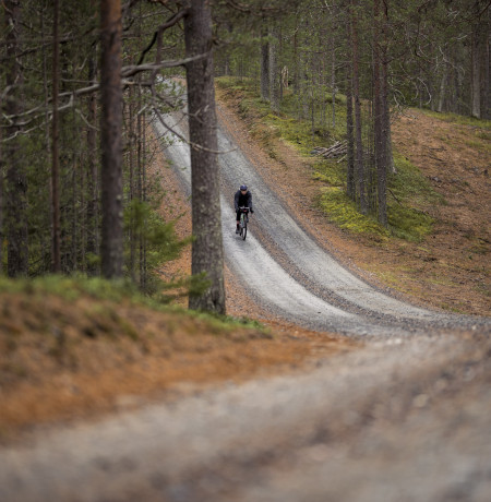 Gravelia Kuusamon mäntymetsissä. Kuva Phil Gale