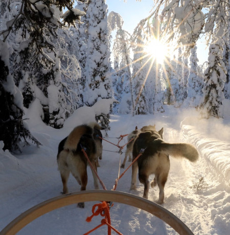 Huskyajelulla Ruka-Kuusamossa. Kuva Lammintupa Winter Village