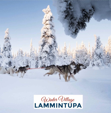 Huskyajelulla Ruka-Kuusamossa. Kuva Lammintupa Winter Village.