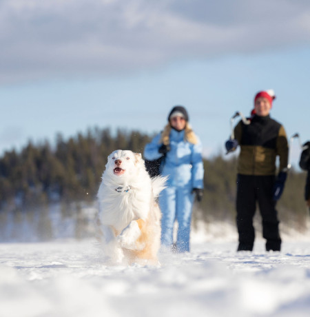 Pilkkijöitä koiran kanssa Kuusamossa. Kuva Harri Tarvainen/Kota Collective