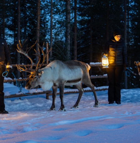Mara-poro lähdössä iltakävelylle lyhtyjen valossa