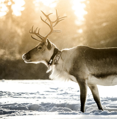 Upea poro talvella. Kuva Ruka Safaris
