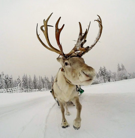 Porotilavierailulla Ruka-Kuusamossa. Kuva Ruka Safaris.