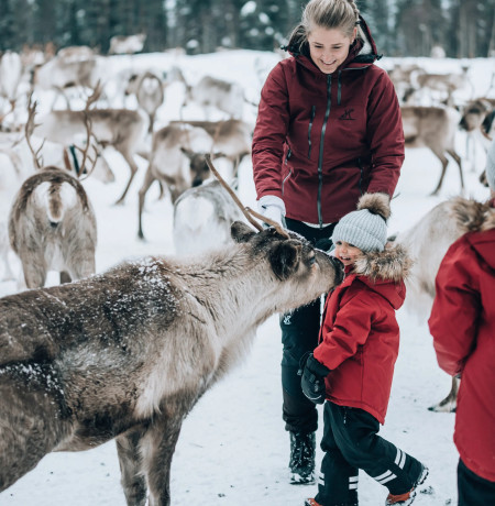 Porojen aamuruokinta. Kuva Ruka Safaris