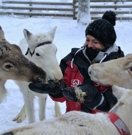 Poron ruokintaa porotilavierailulla. Kuva Ruka Safaris.