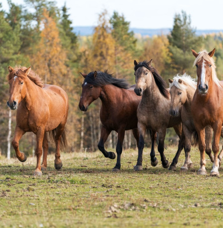 Hevosia laitumella, Ruska Laukka