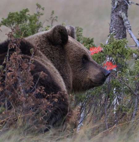 Karhunkatselua Kuusamossa. Kuva Karhu-Kuusamo. 