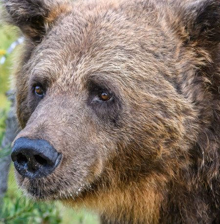 Karhunkatselua Kuusamossa. Kuva Taiga Bear Kuusamo.