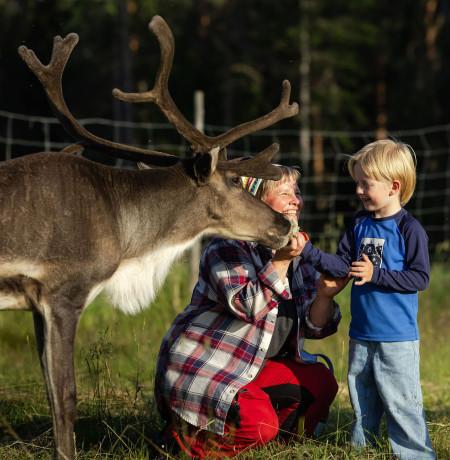 Poron ruokintaa kesällä porotilavierailulla Palosaaren Porotilalla. Kuva Kotacollective / Harri Tarvainen