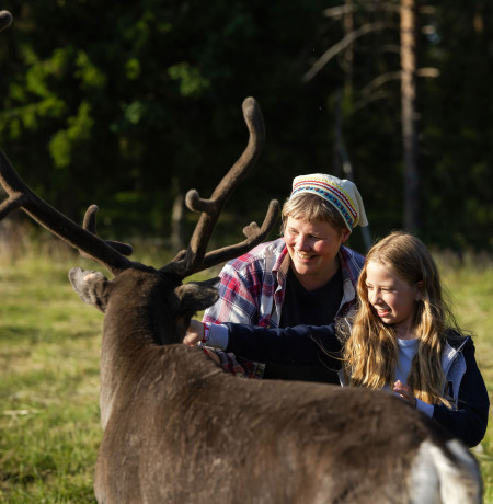 Poronruokintaa kesällä Palosaaren Porotilalla Ruka-Kuusamossa. Kuva Harri Tarvainen / Kota Collective