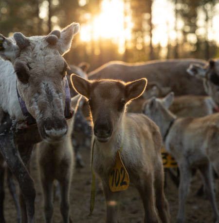 Reindeer in Ruka-Kuusamo. Photo Mikko Santasalo
