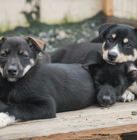 Husky puppies
