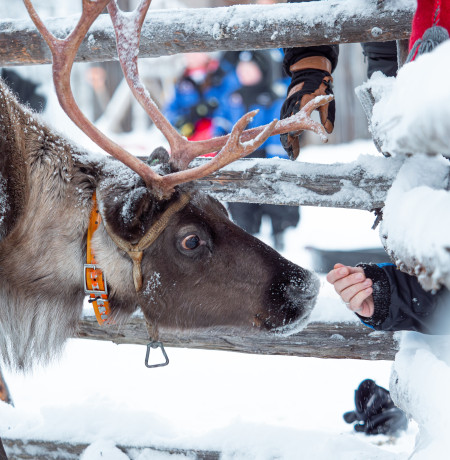 Porojen ruokintaa Rukapalvelun eräleirissä