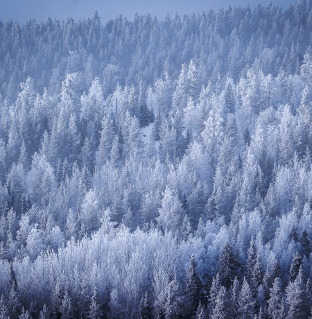 Alkutalven luminen metsä Kuusamossa. Kuva Mikko Santasalo