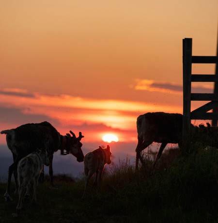 porot yöttömässä yössä