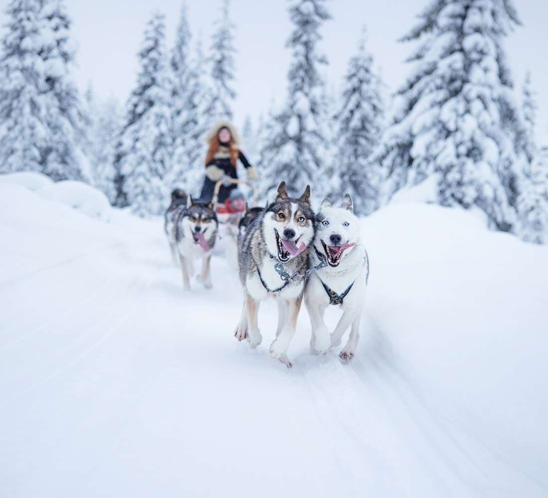 Lammintupa koiravaljakkoajelu
