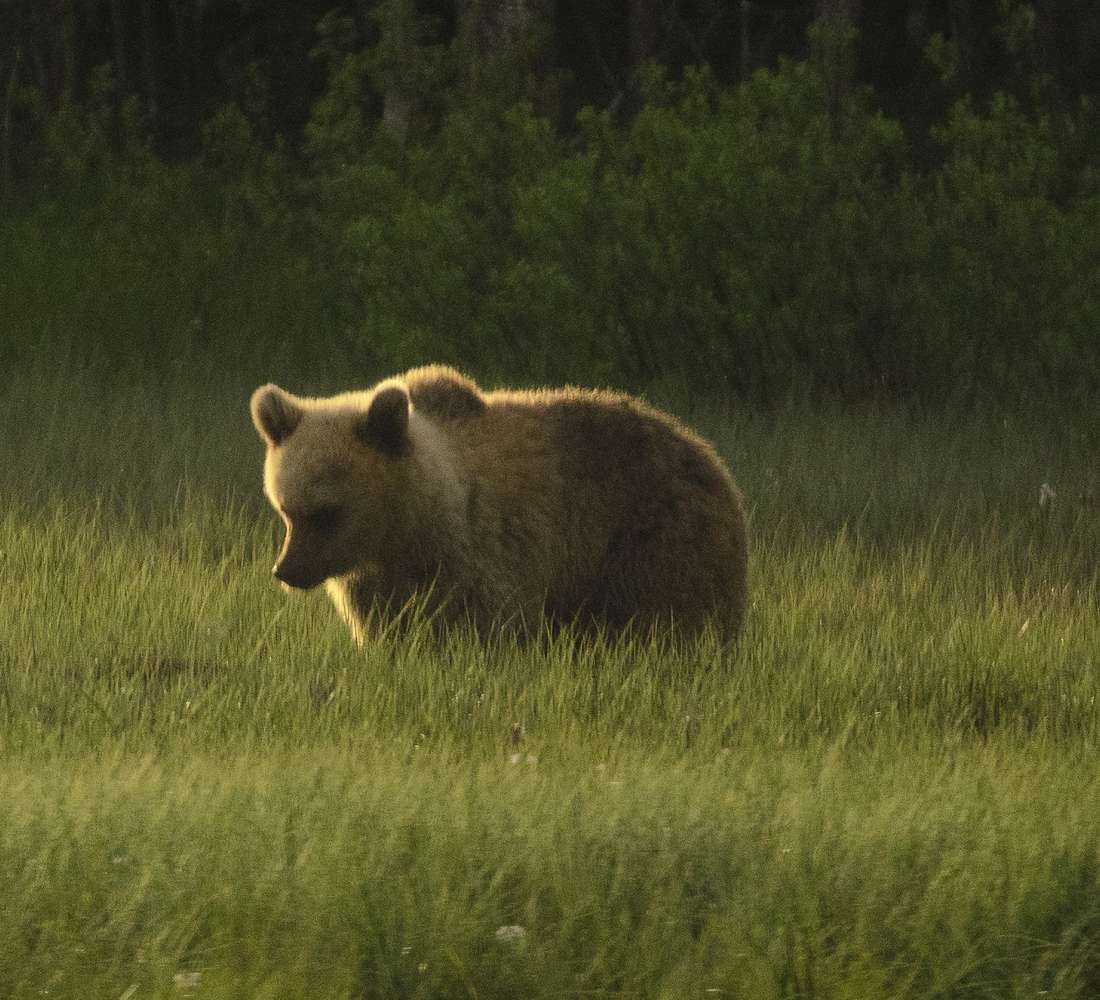 Karhunkatselua Karhu-Kuusamolla, kuva Harri Tarvainen